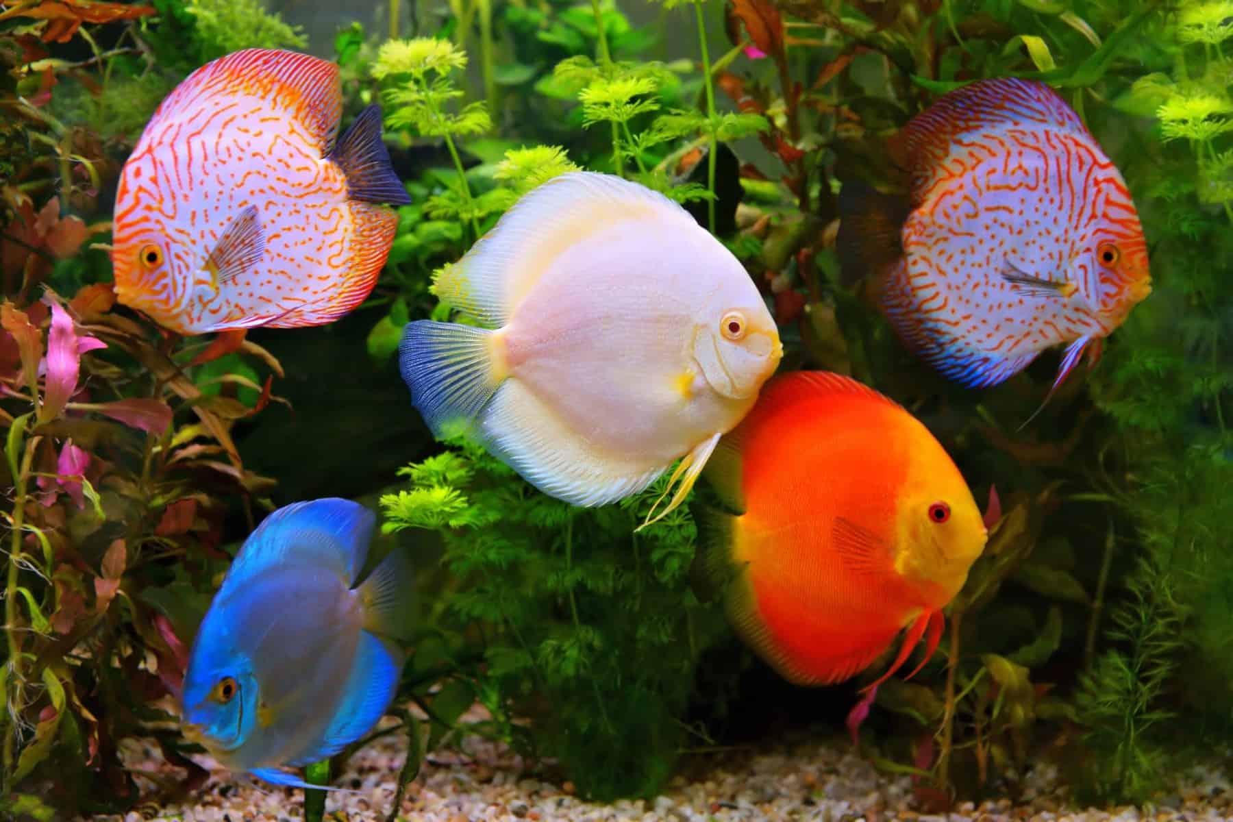 Assorted discus