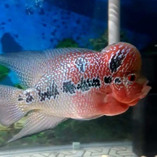 Super Red Dragon Flowerhorn Grade B