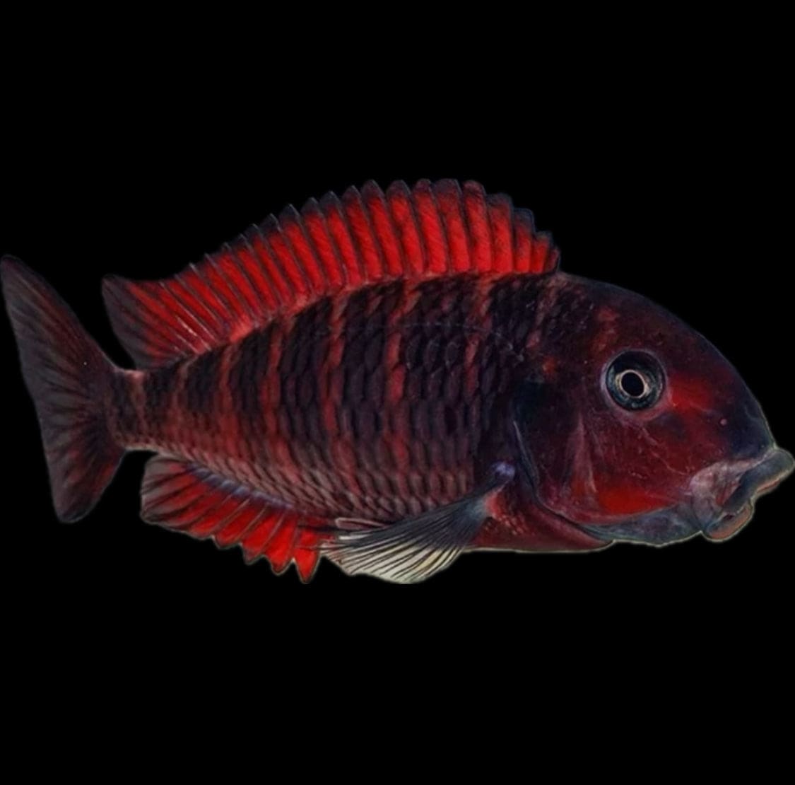 Tropheus red morii moliro