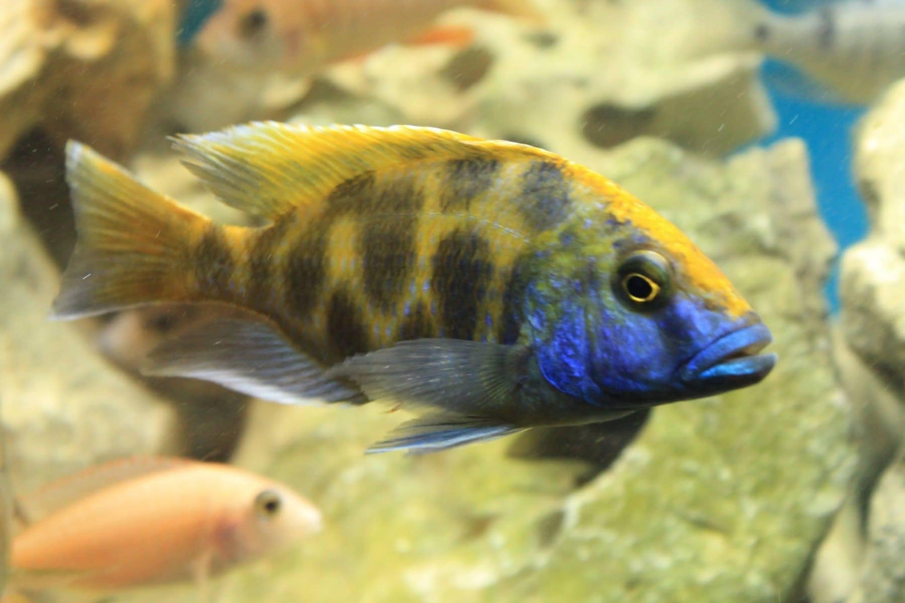 Venustus