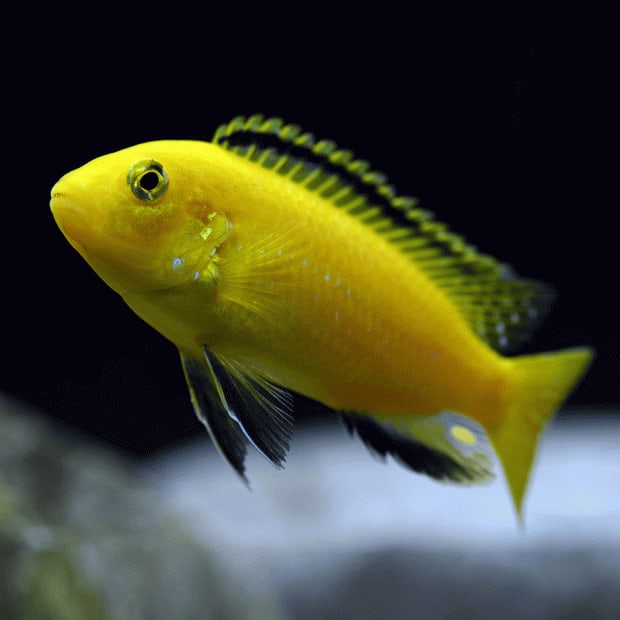 Electric Yellow Labido/Lemon Mbuna Cichlid
