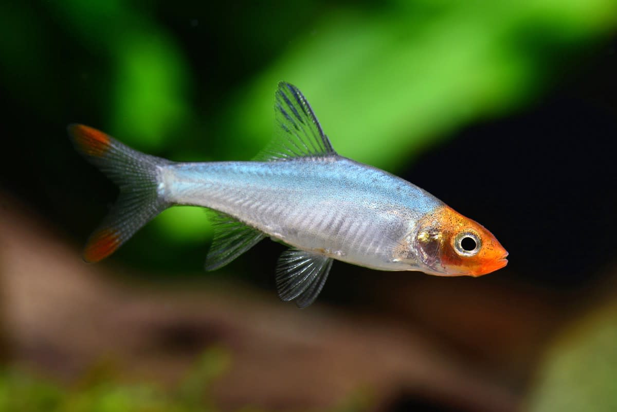 MALE Naked Micro Rasbora