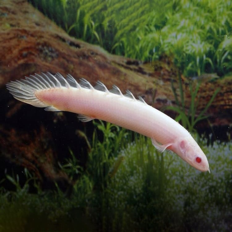 Senegal/Cuvier's Bichir Albino
