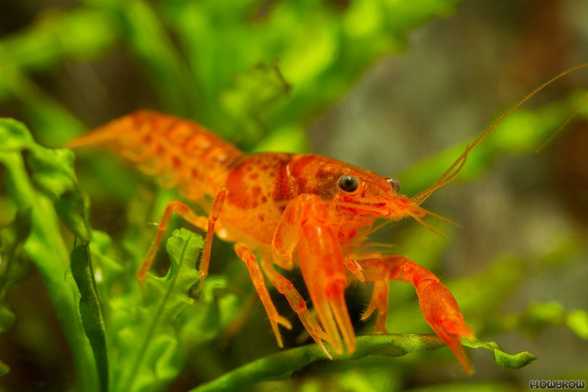 Orange Mini Mexican Crayfish (IDV-PACK)