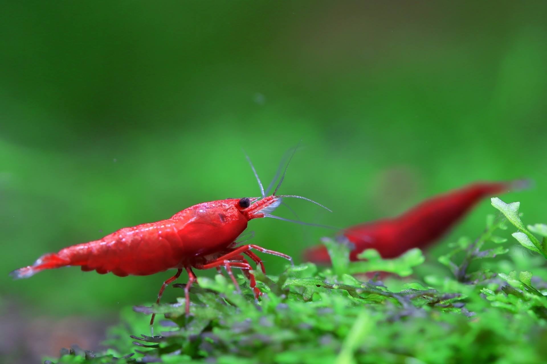 Red Sakura Shrimp