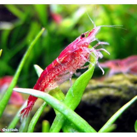 SUPER Red Cherry Shimp