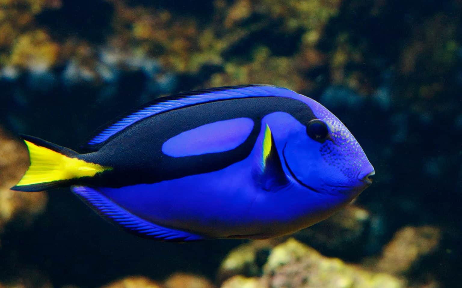 BLUE TANG (M)