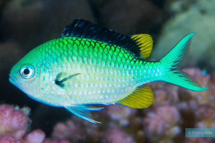 GREEN CHROMIS M