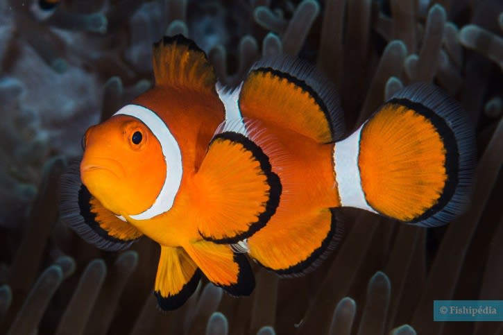 FALSE PERCULA CLOWNFISH