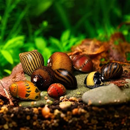 Mixed Nerrite Snail