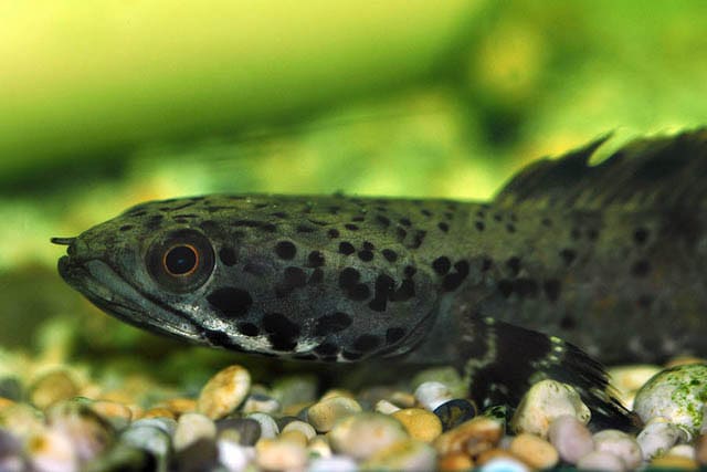 Channa Ornate Snakehead