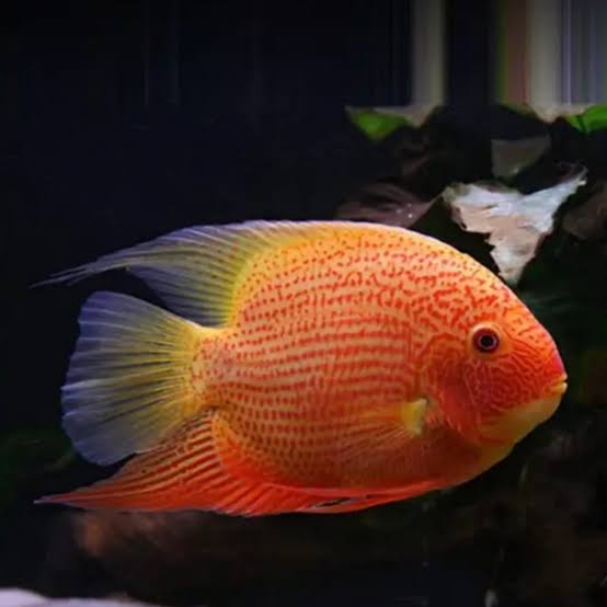 Red Spot Severum