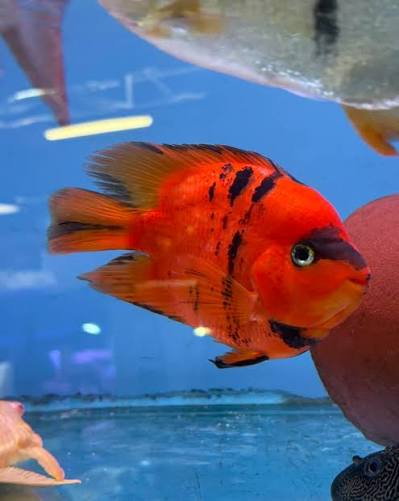 Red Tigger Parrot