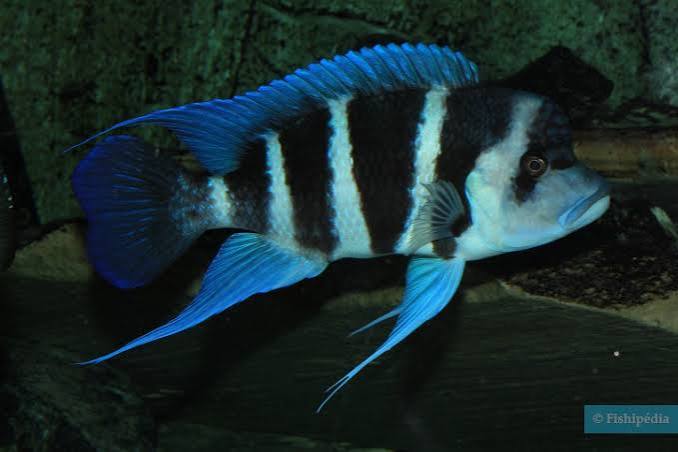 Frontosa Burundi