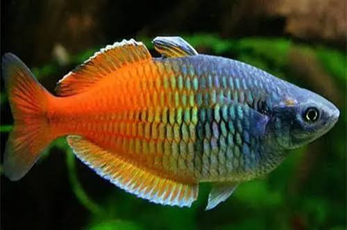 Boesemani Rainbow