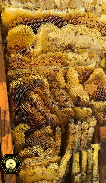 Professional bee removal in Addison