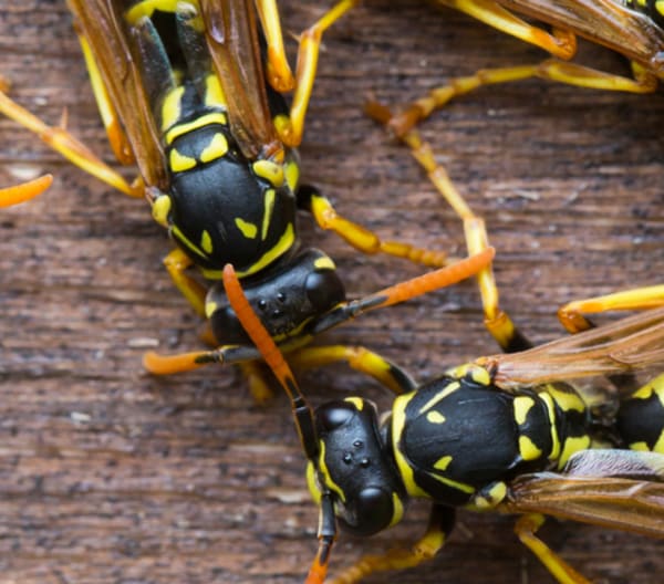 Yellow Jackets
