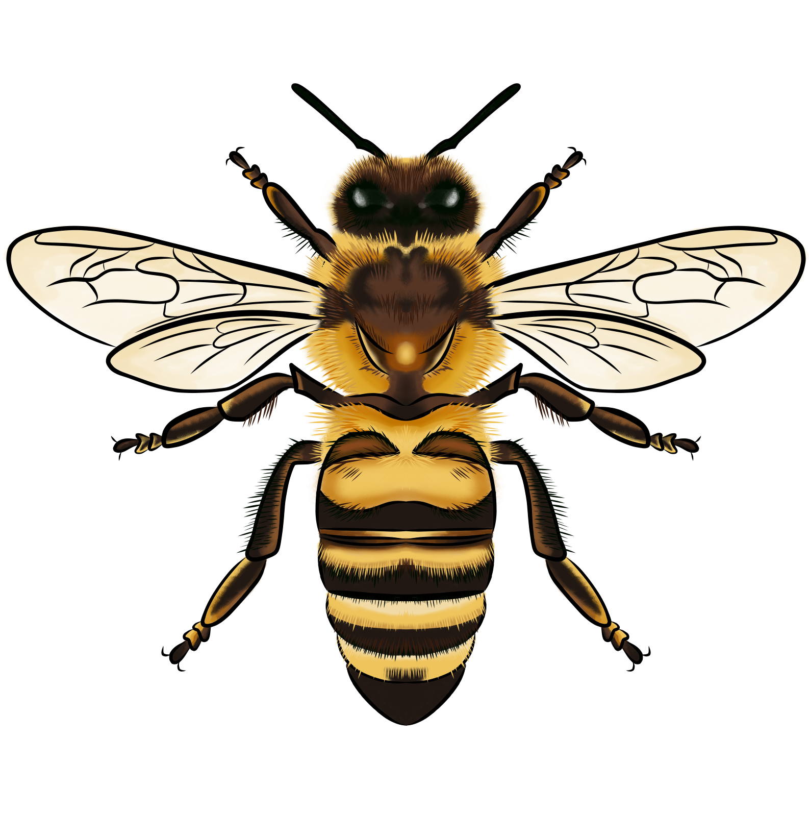 Honey Bees