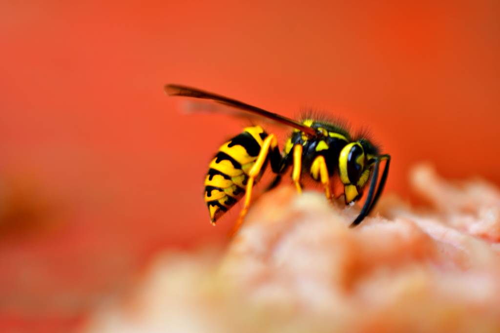 Yellow Jacket