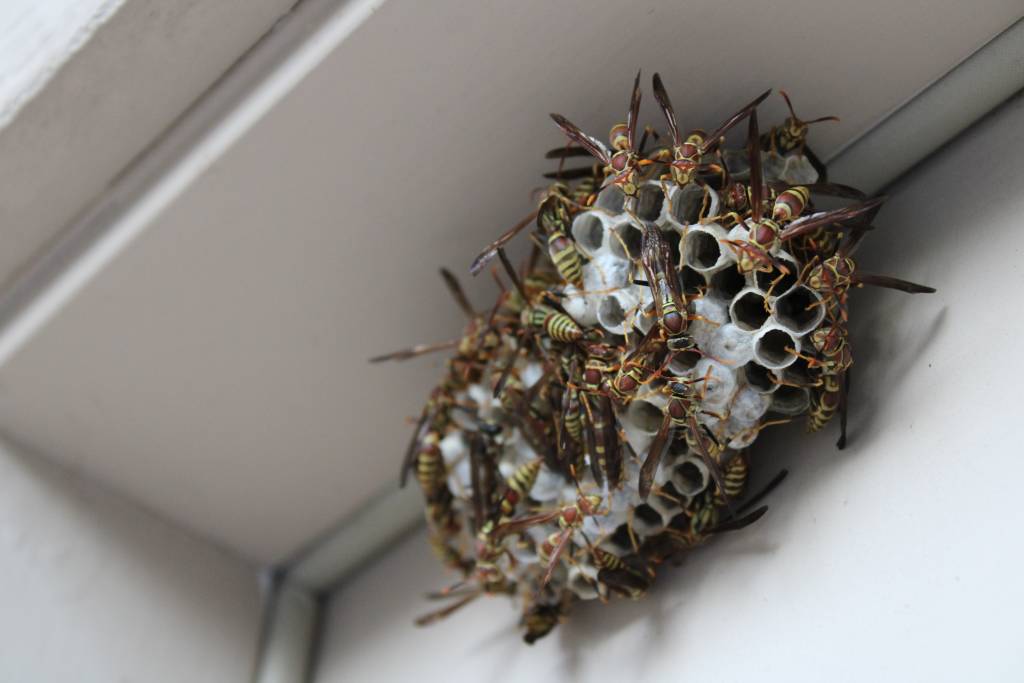 Wasp Nest