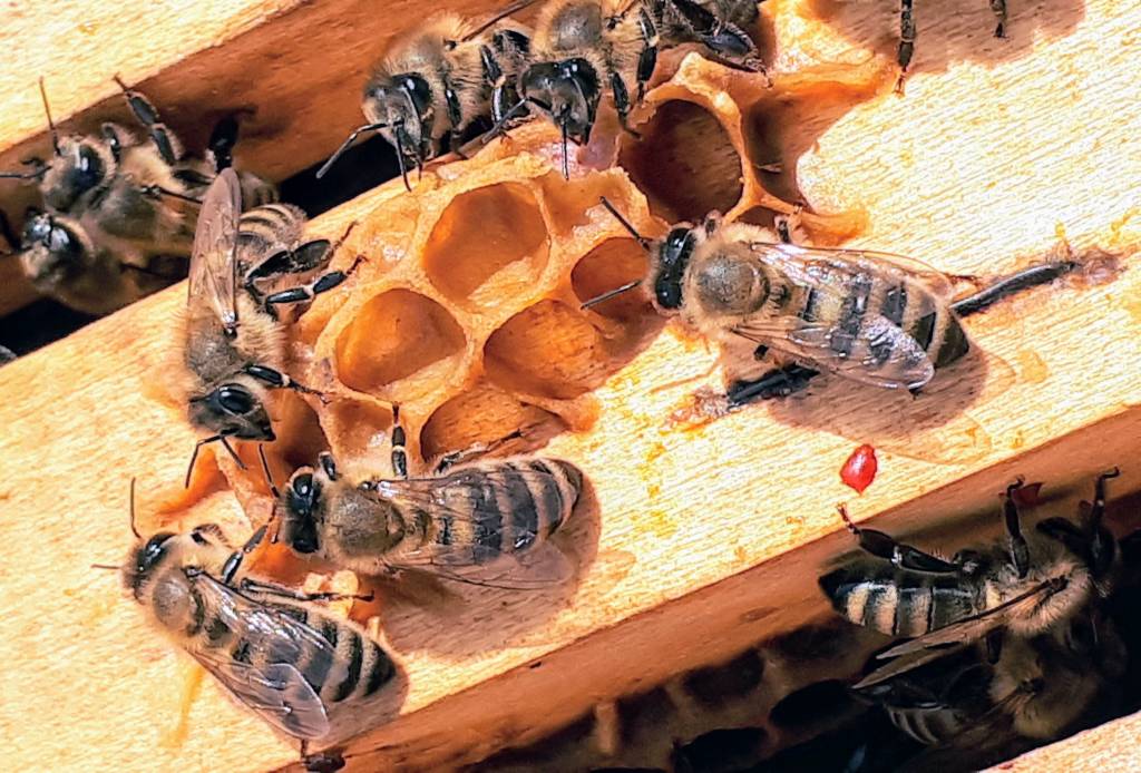 Fungi Mite Bees