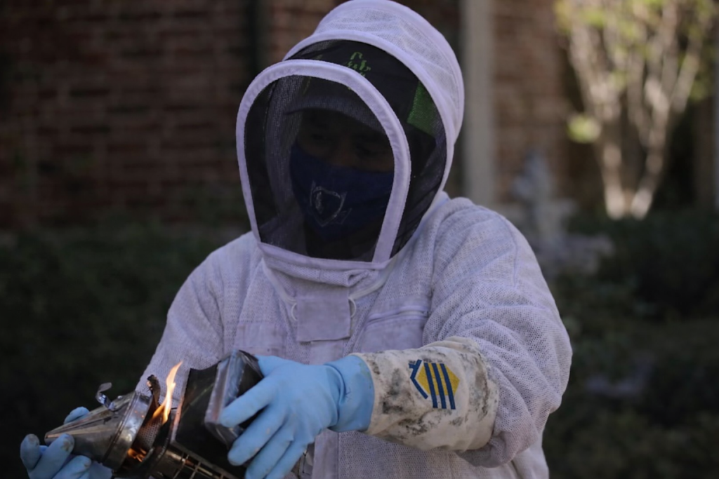 Bee Safe Services beekeeper performing safe honeybee removal service