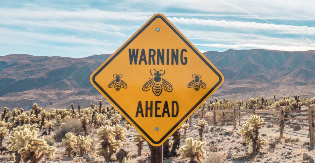 Are bees dangerous?