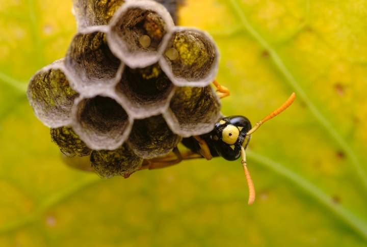 Wasp Removal in Ann Arbor