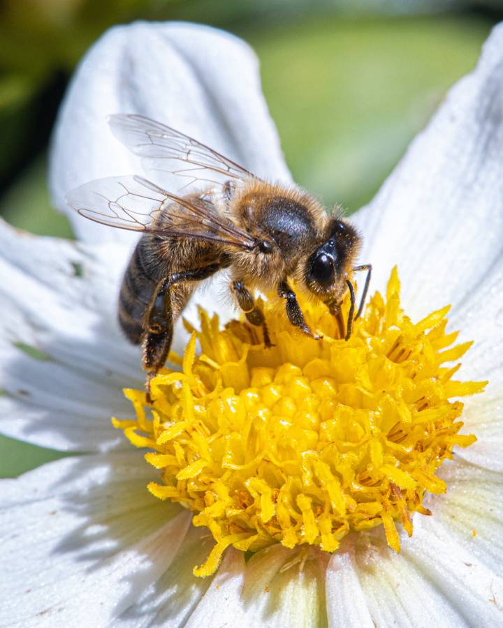 Bee removal