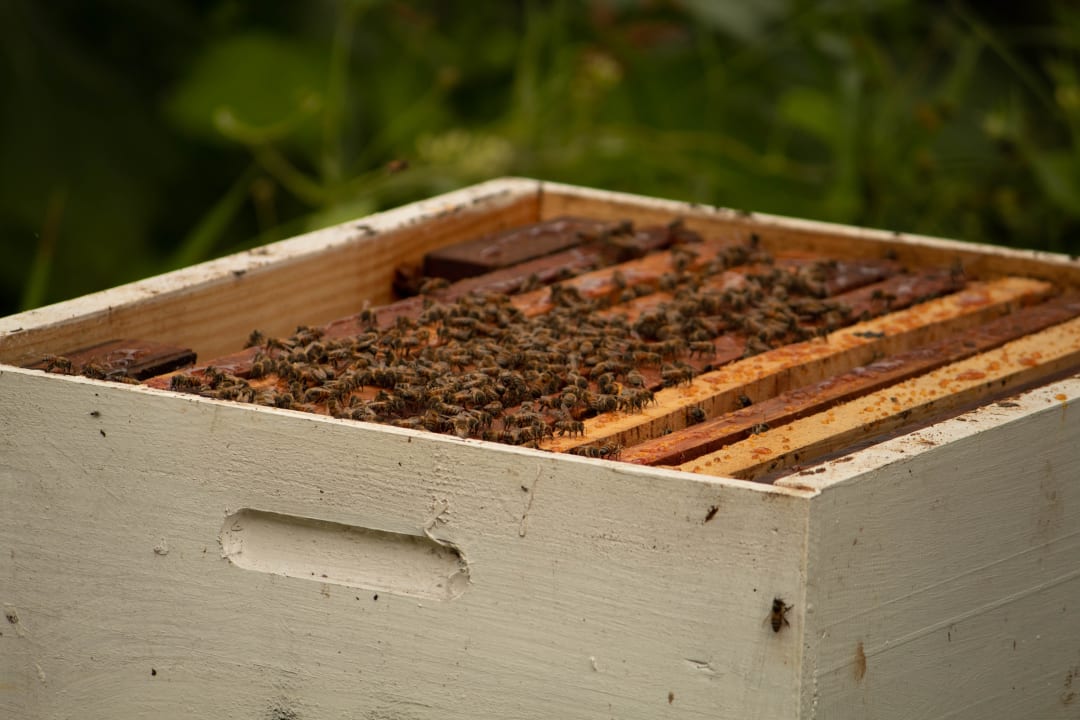 Bee Hive Removal