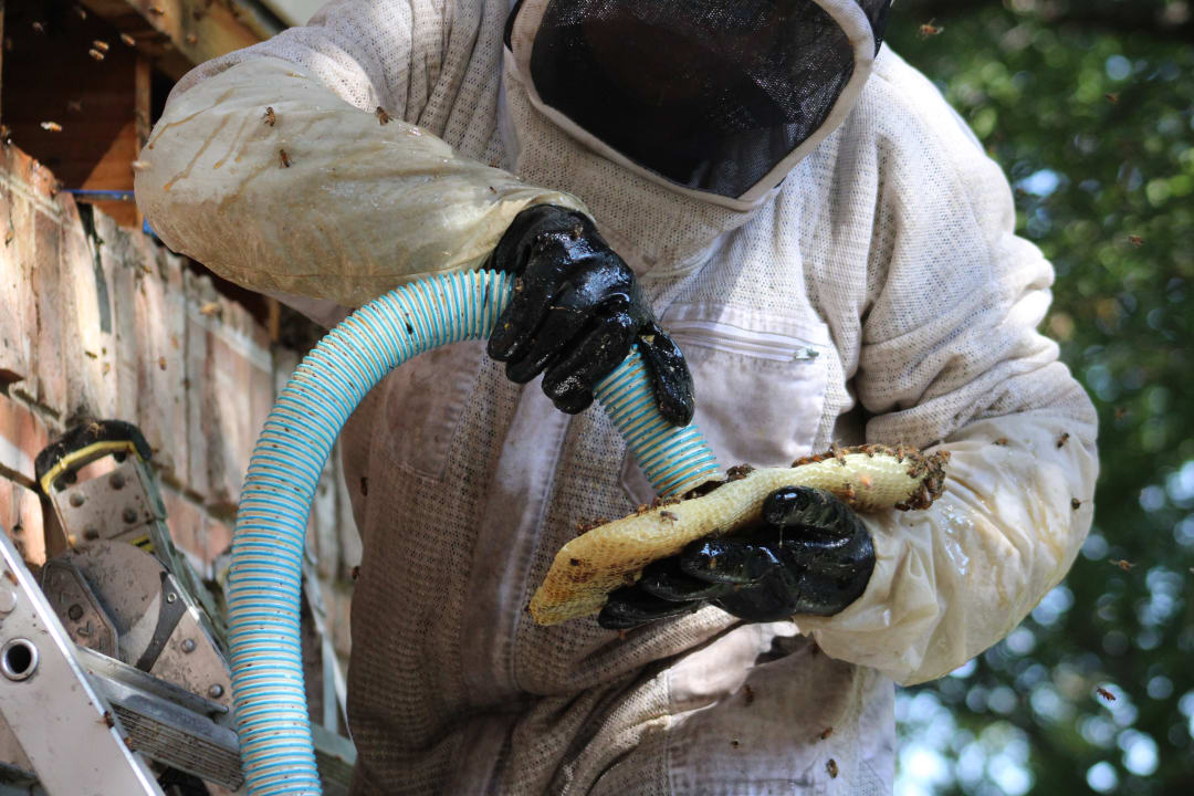 Beekeeping Near Me