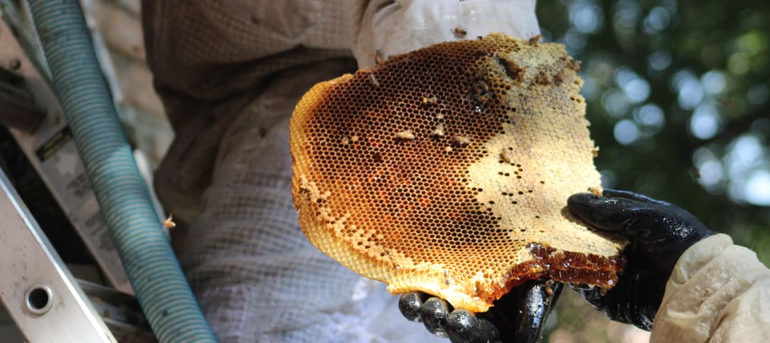 Do Beekeepers Ever Get Stung?