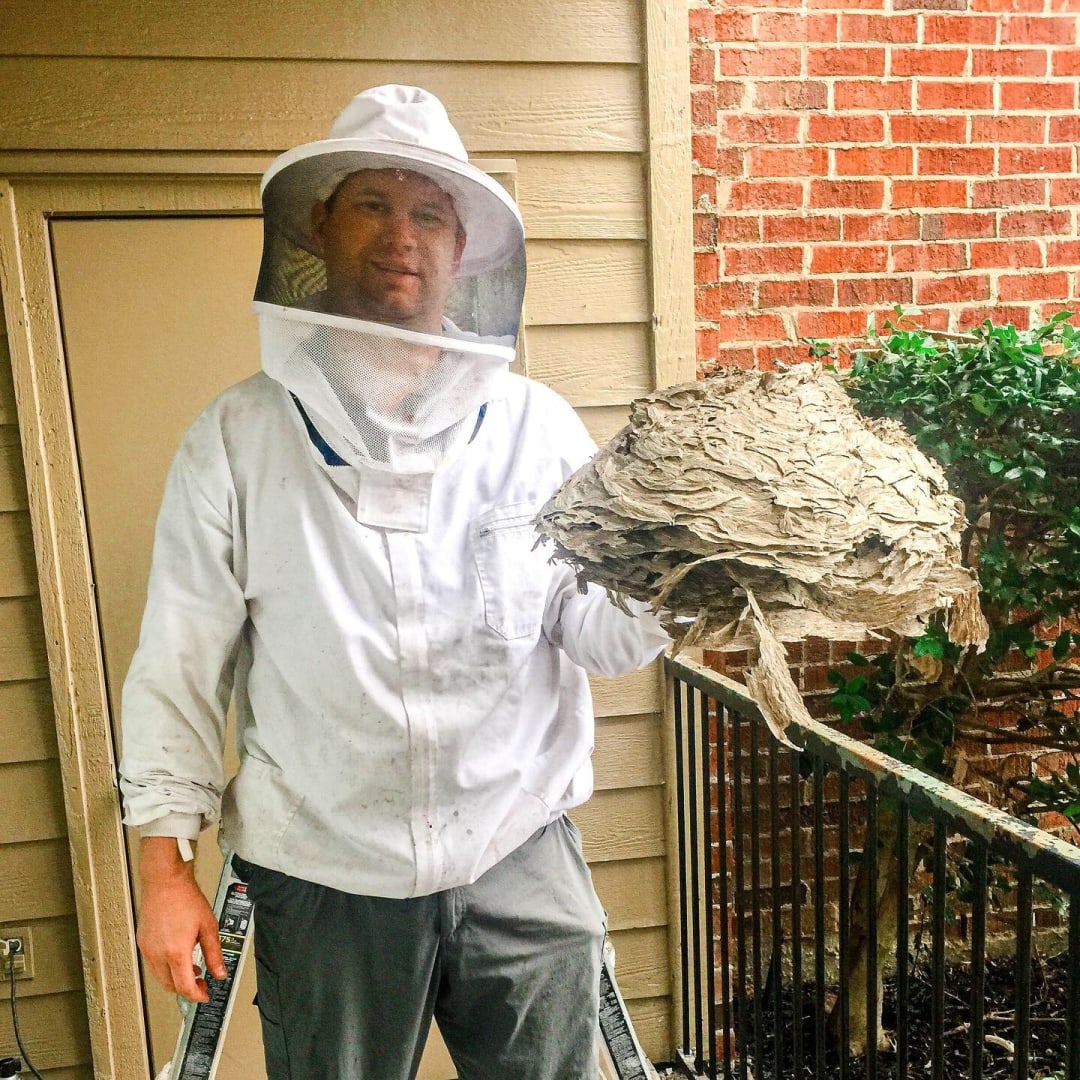 bee-removal