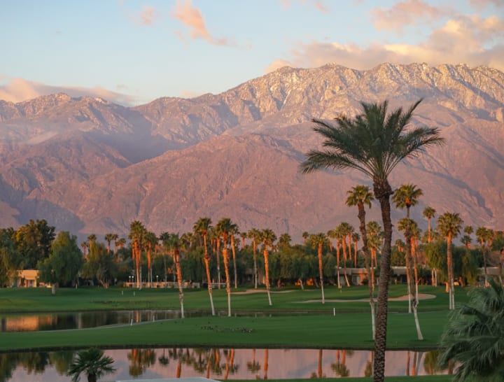 Bee Removal Palm Springs