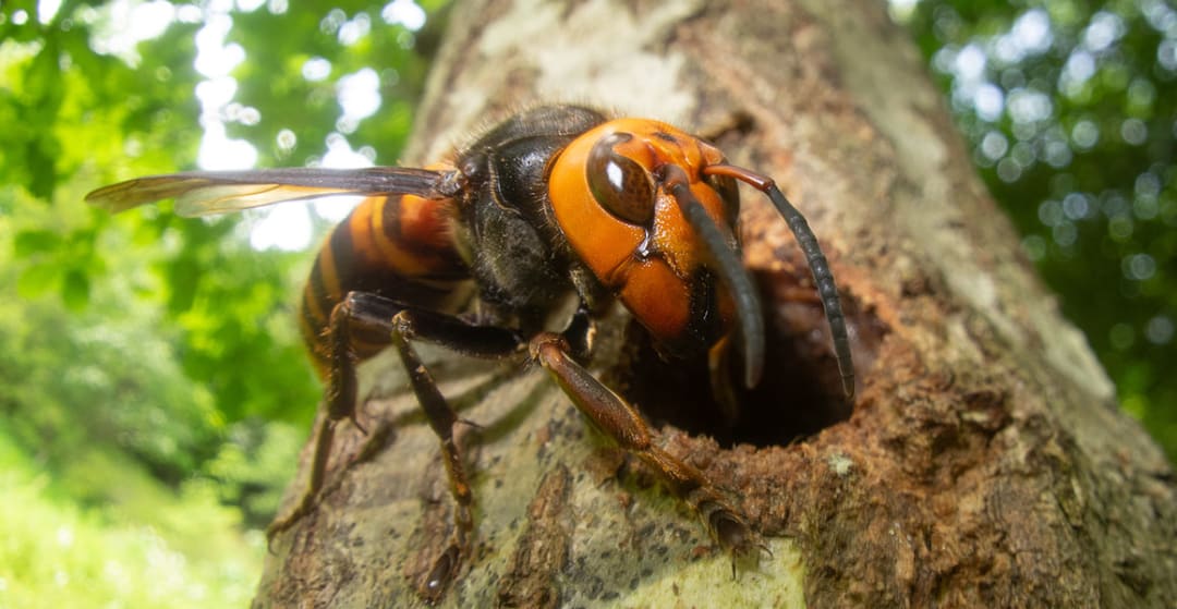 Hornet Removal