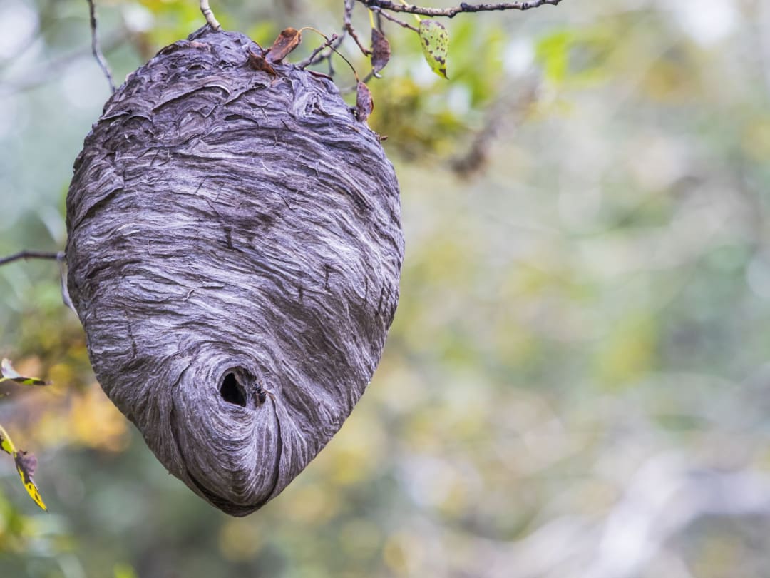 Hornet Nest Removal