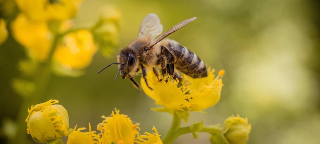 Bee Removal Information. Try Eco-Friendly Bee Removal