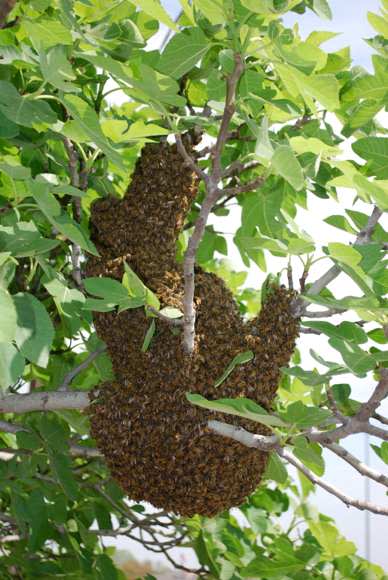 Eco-Friendly Bee Hive Removal