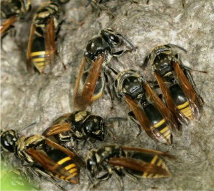 Wasp removal for mexican honey wasp