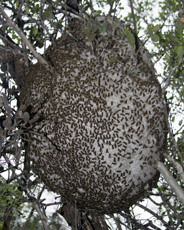 Mexican honey wasp nest