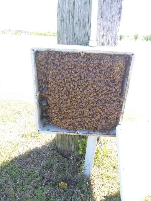 San Diego Bee Removal