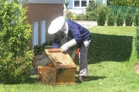 Bee Removal Houston