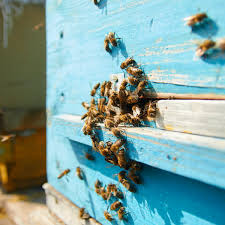 Bee Removal in Orange County