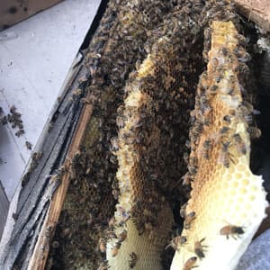 Beehive problem in wall