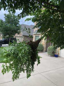 Live bee removal San Antonio