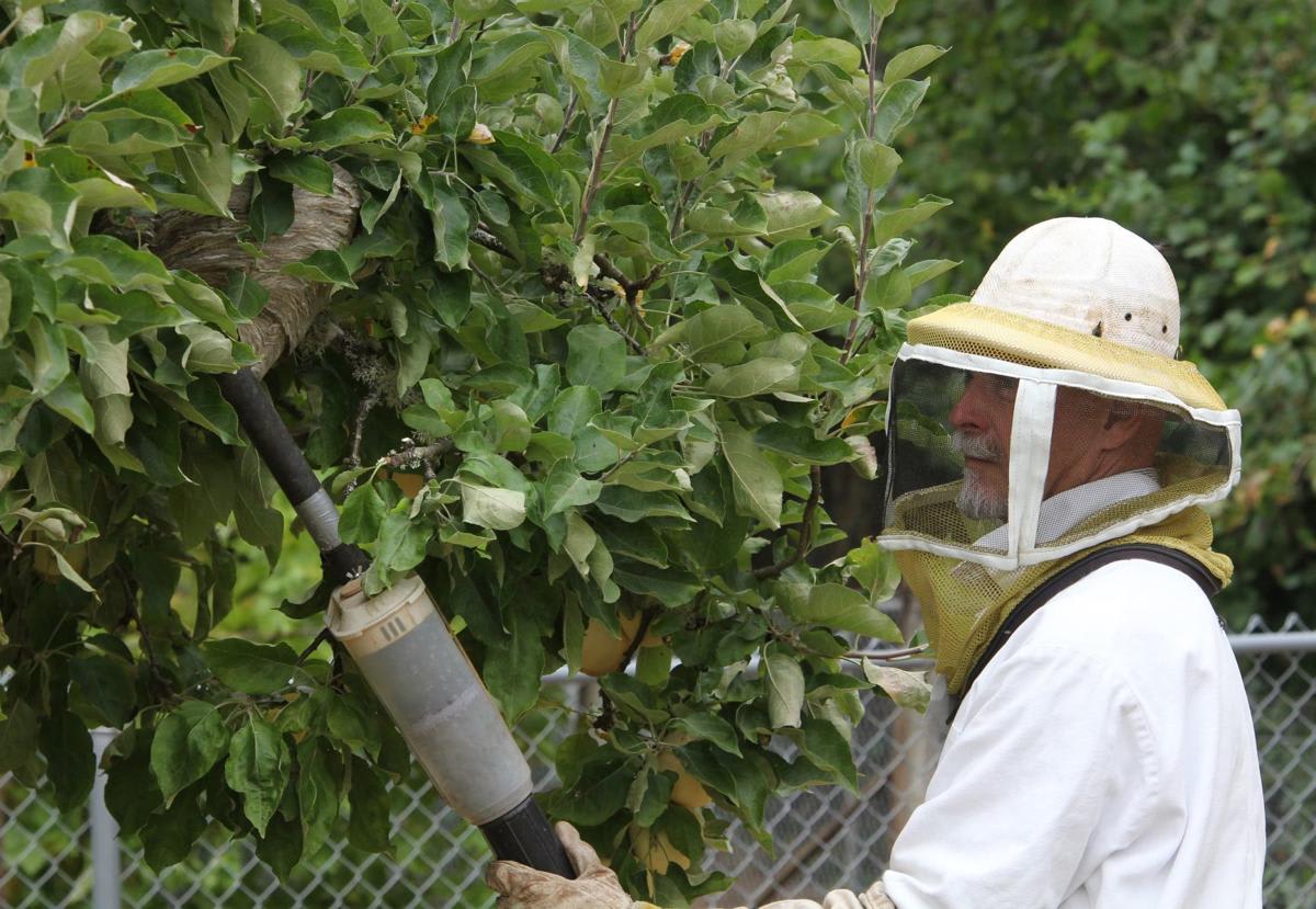 Wasp Nest Removal