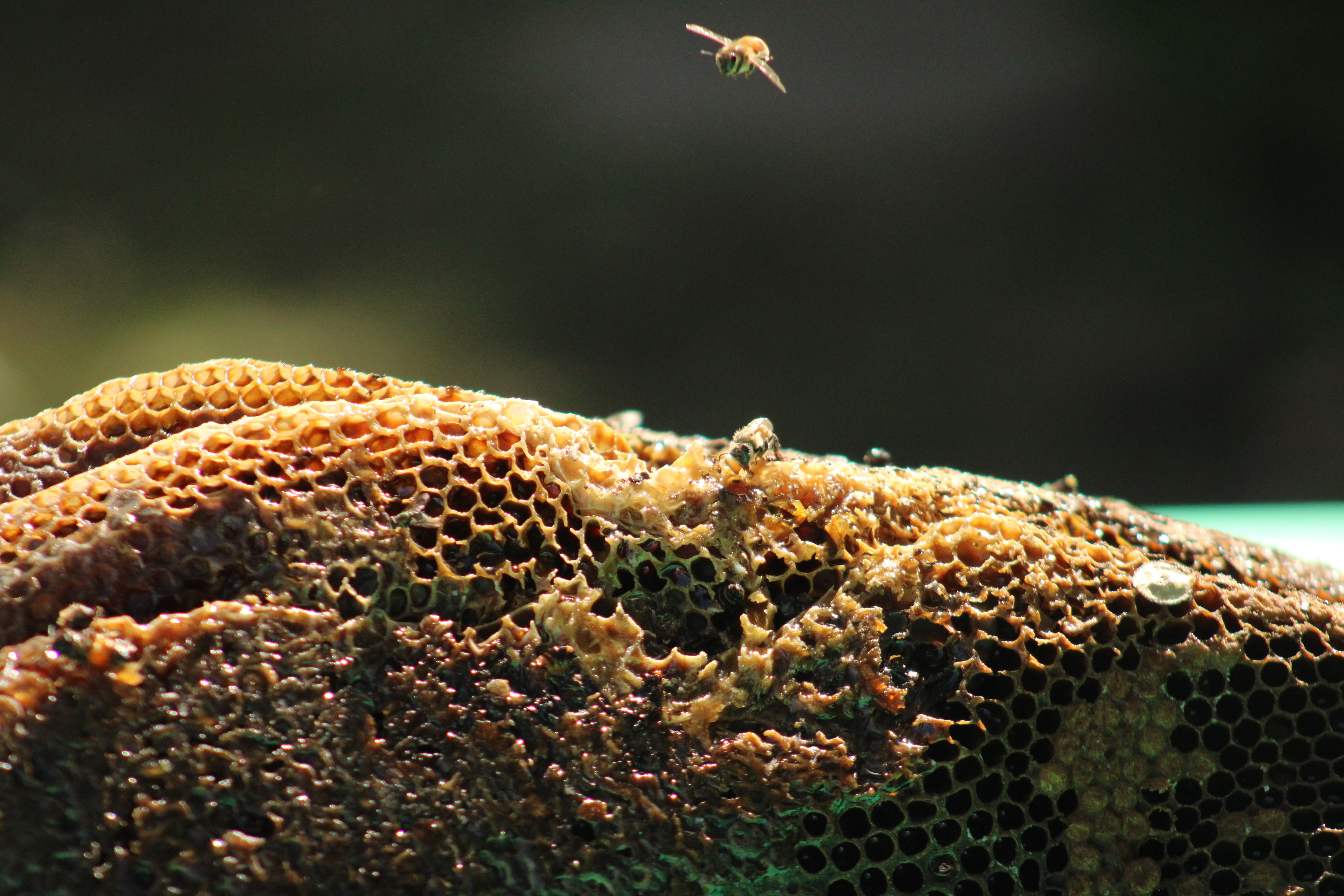 Bees on the comb