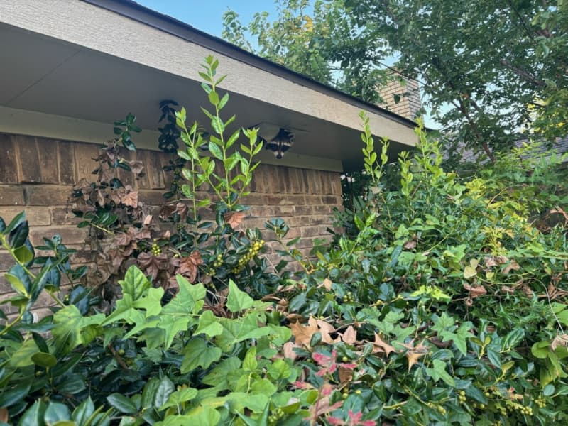 Bee Safe Wildlife team performing wildlife removal