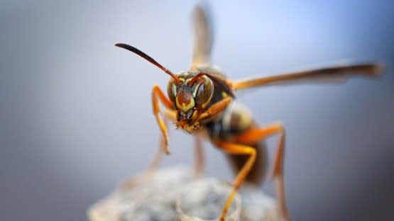 Paper Wasp Removal in dallas