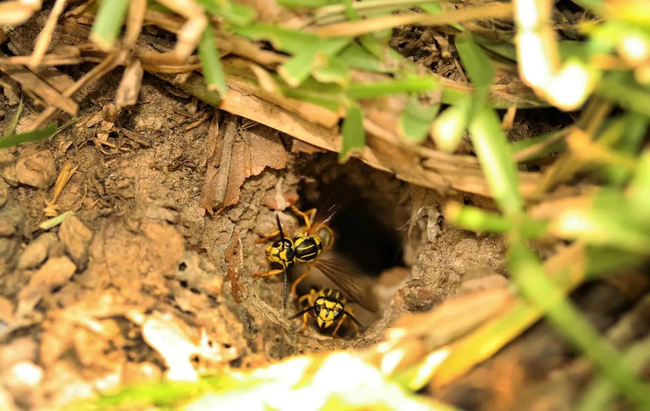 Yellowjacket Identification & Behavior - Yellowjacket Control